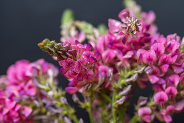 Obraz premium photo of sainfoin flowers