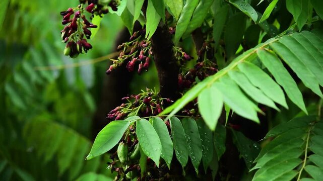 Star fruit flower, star fruit leaves. Averrhoa bilimbi fruit fresh in the tree