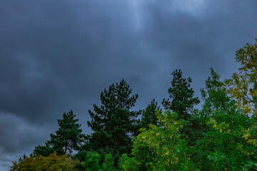 summer forest in cloudy weather