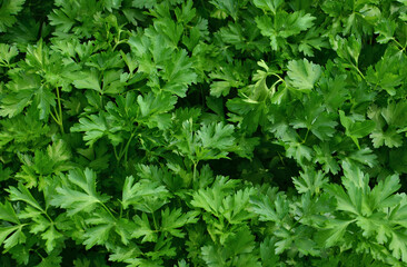 Fresh Green Parsley Leaves growing in the organic garden close up