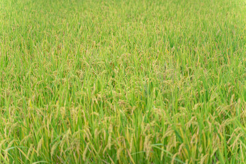 密集する稲穂のテクスチャ背景。デザインやWeb素材に最適な、規則正しく並ぶ米の穂の質感