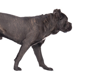 Cane Corso dog isolated