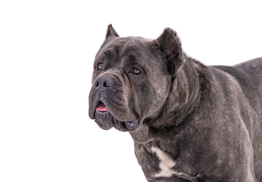 Cane Corso dog isolated
