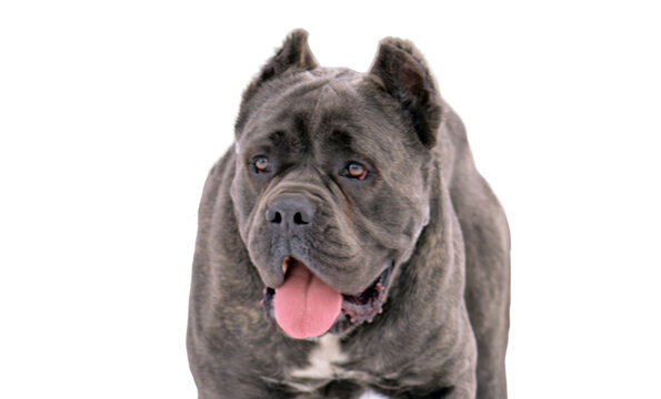 Cane Corso dog isolated