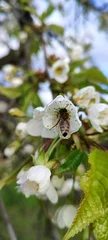 Fotobehang Bloesem Bee Pollinating White Cherry Blossom Flower in Spring Garden. Honey bee collecting pollen on white blossom flower in spring garden. Close up macro image representing pollination, biodiversity.   © Olena