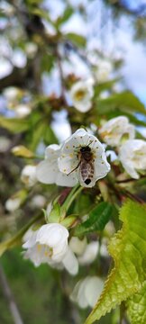 Bee Pollinating White Cherry Blossom Flower in Spring Garden. Honey bee collecting pollen on white blossom flower in spring garden. Close up macro image representing pollination, biodiversity. 