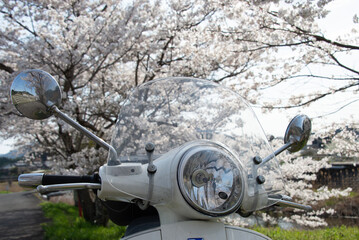 芳野川沿いの水分桜
