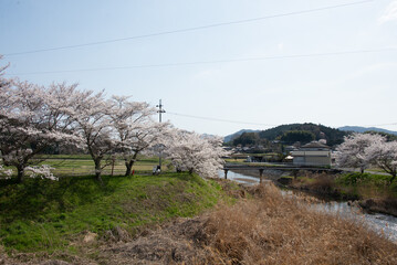 芳野川沿いの水分桜