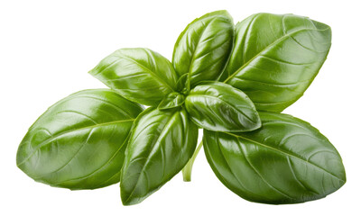 Fototapeta premium Fresh green basil leaves on white background herb isolated on a transparent background