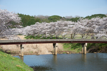 芳野川沿いの水分桜