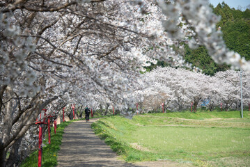 芳野川沿いの水分桜