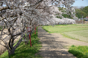 芳野川沿いの水分桜