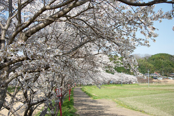 芳野川沿いの水分桜
