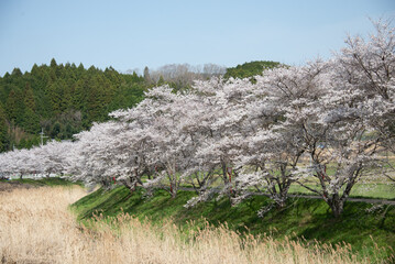芳野川沿いの水分桜