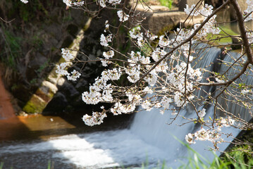 芳野川沿いの水分桜