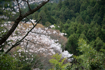 吉野山の桜