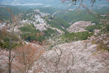 吉野山の桜