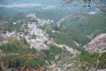 吉野山の桜