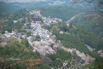 吉野山の桜