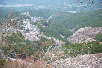 吉野山の桜