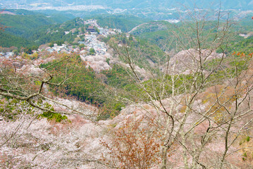 吉野山の桜