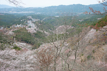 吉野山の桜