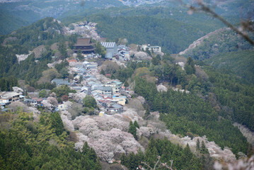 吉野山の桜