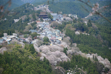 吉野山の桜