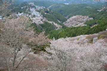 吉野山の桜