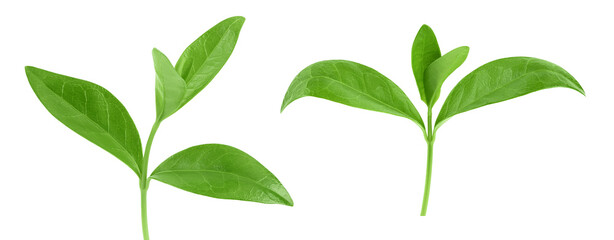 Fototapeta premium periwinkle leaf isolated on white background with full depth of field