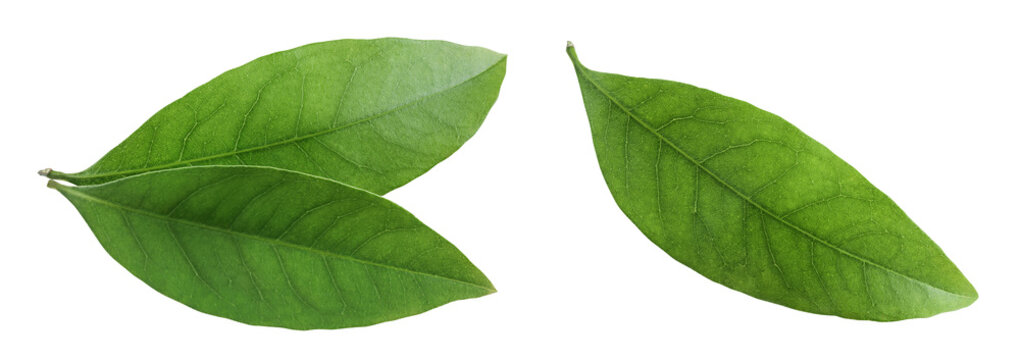 Green lychee leaf isolated on a white background. Top view. Flat lay
