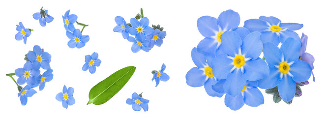 Fototapeta premium forget-me-not flowers isolated on white background. Top view. Flat lay