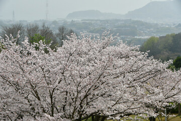 岡山の桜