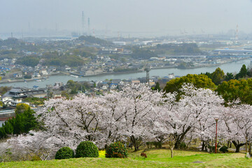 岡山の桜