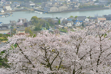 岡山の桜