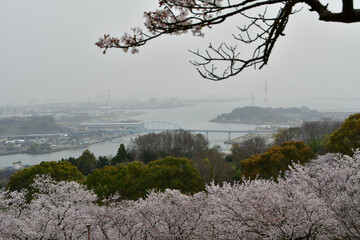 岡山の桜