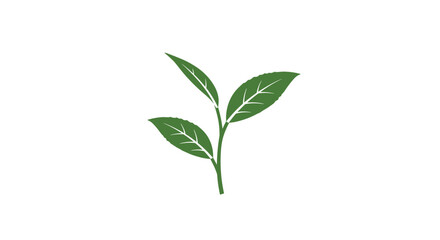 Obraz premium Minimal green plant with three leaves on white background