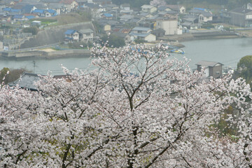 岡山の桜
