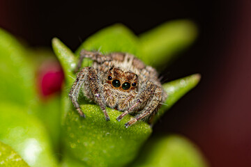 Obraz premium araignée