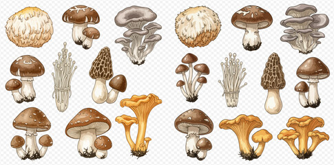 Set of various edible mushrooms, including oyster, shiitake, morel, and chanterelle, on a transparent background. © Akun