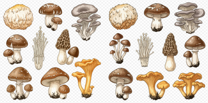 Set of various edible mushrooms, including oyster, shiitake, morel, and chanterelle, on a transparent background.