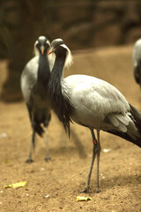 Two demoiselle cranes walk around their enclosure at the zoo
