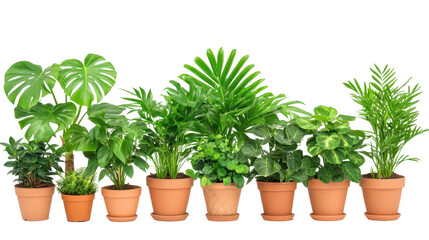 Fototapeta premium Potted Greenery Harmony: A curated selection of lush, vibrant potted plants in terracotta pots creates a symphony of greenery, bringing freshness and life into any space.