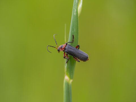 A Soldier Beetle on a Grass Stem