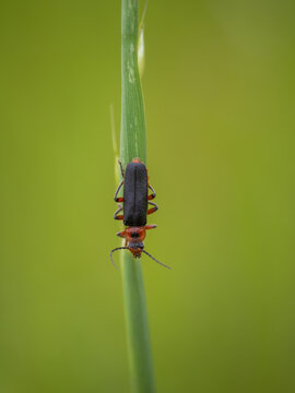 A Soldier Beetle on a Grass Stem