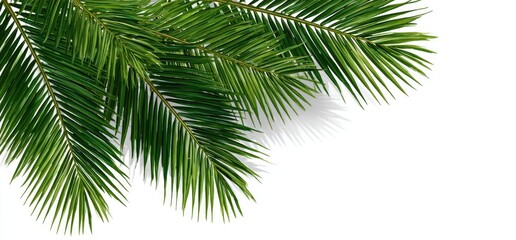 Lush green palm fronds fan out against a clean white background, casting soft shadows