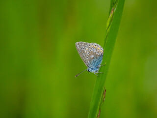 Common Blue Butterfly on a Grass Stem © Stephan Morris 