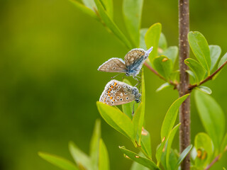 Pair of Common Blue Butterfly © Stephan Morris 