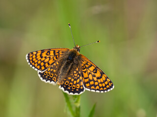 Obraz premium Glanville Fritillary Butterfly. Resting on Grass