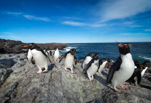 ping&uuml;ino de penacho amarillo, grupo de una colonia